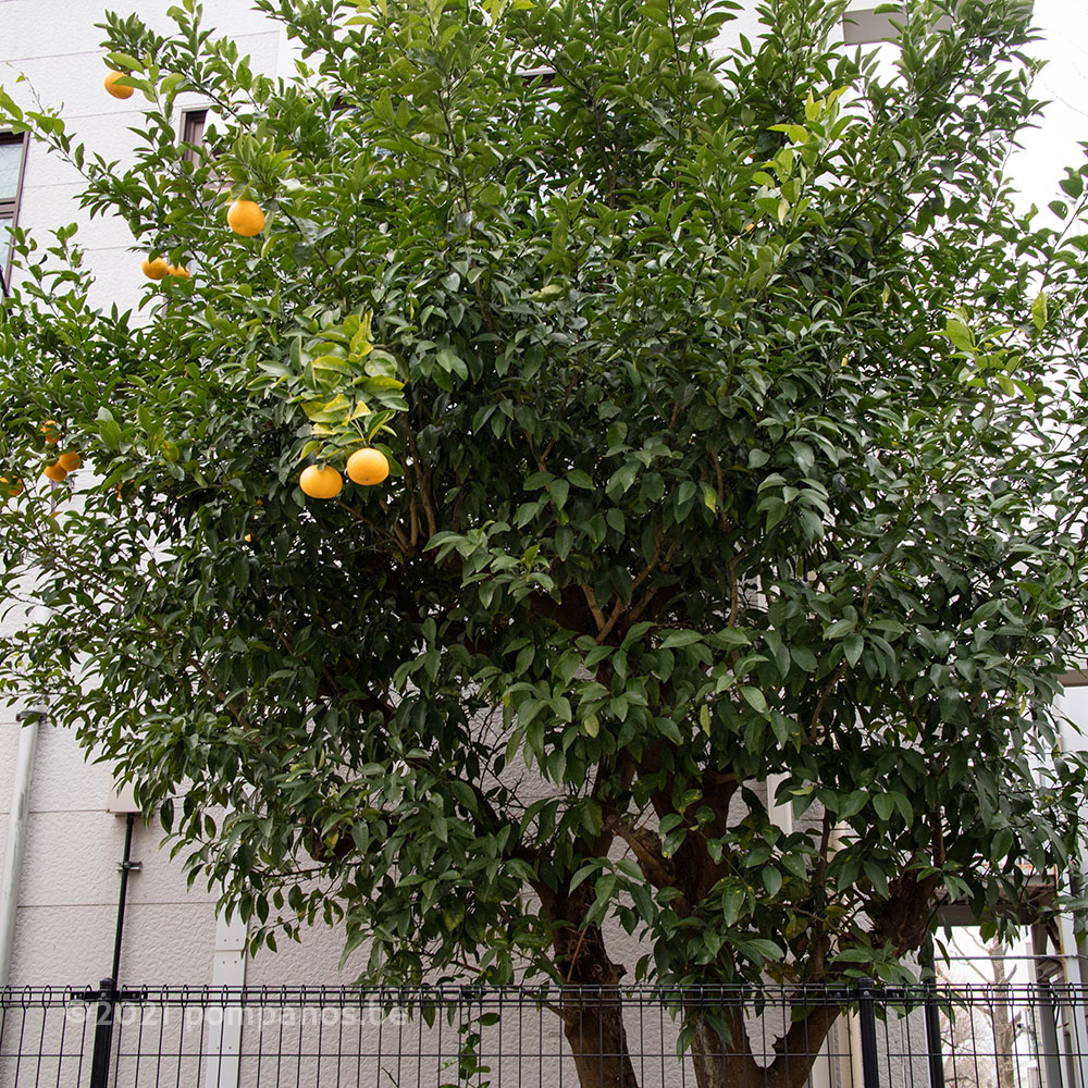 Citrus natsudaidai tree 2