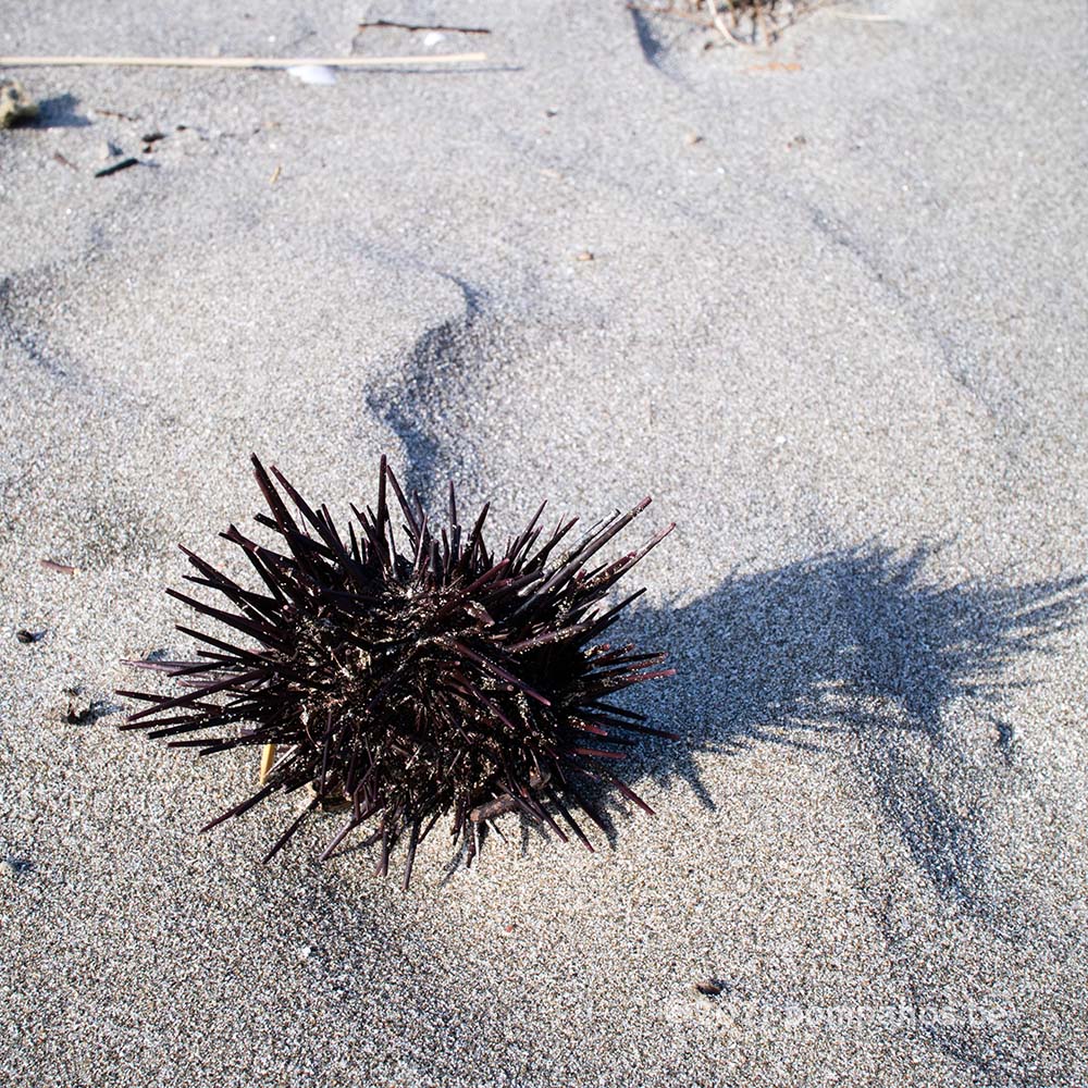 Sea urchin on the sandy beach