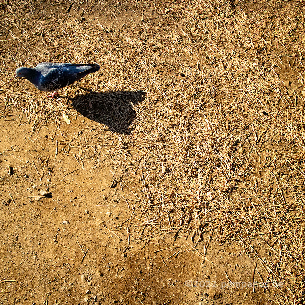 pigeon on the ground