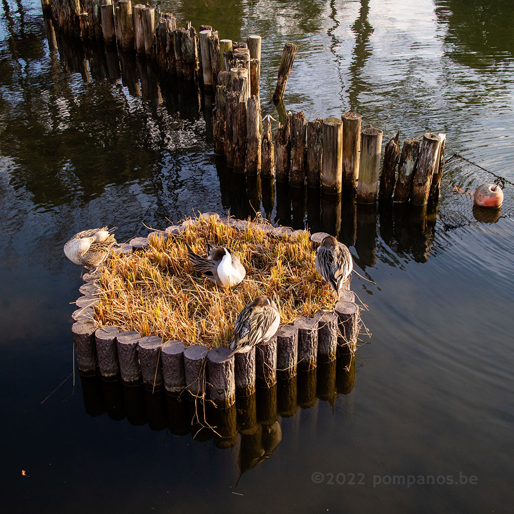 Ducks resting on the island of the pond