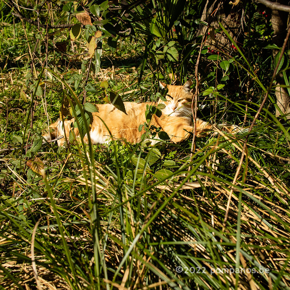 Cat in the bush 3