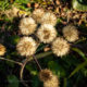 Leopard plant fluff