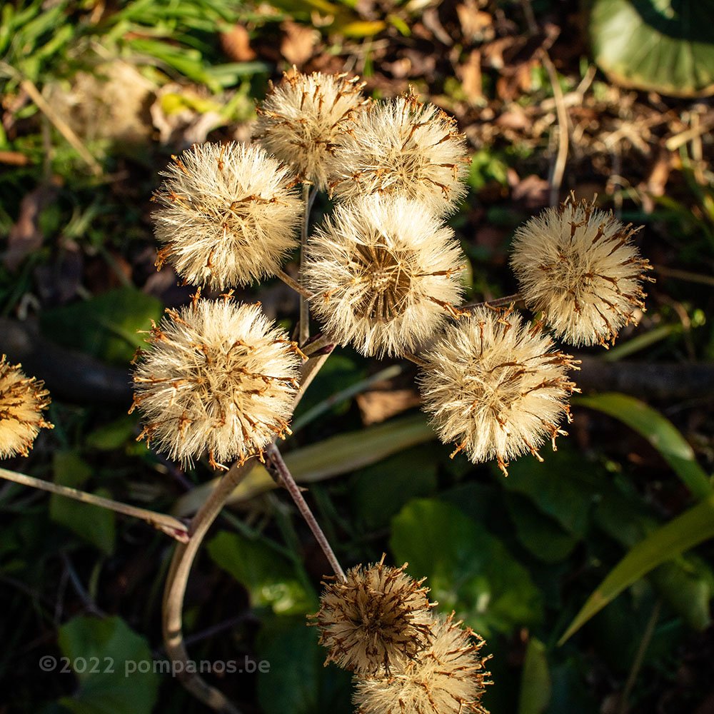 Leopard plant