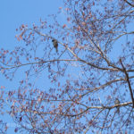 Brown-eared bulbuls (bird) on the tree