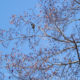 Brown-eared bulbuls and winter sky