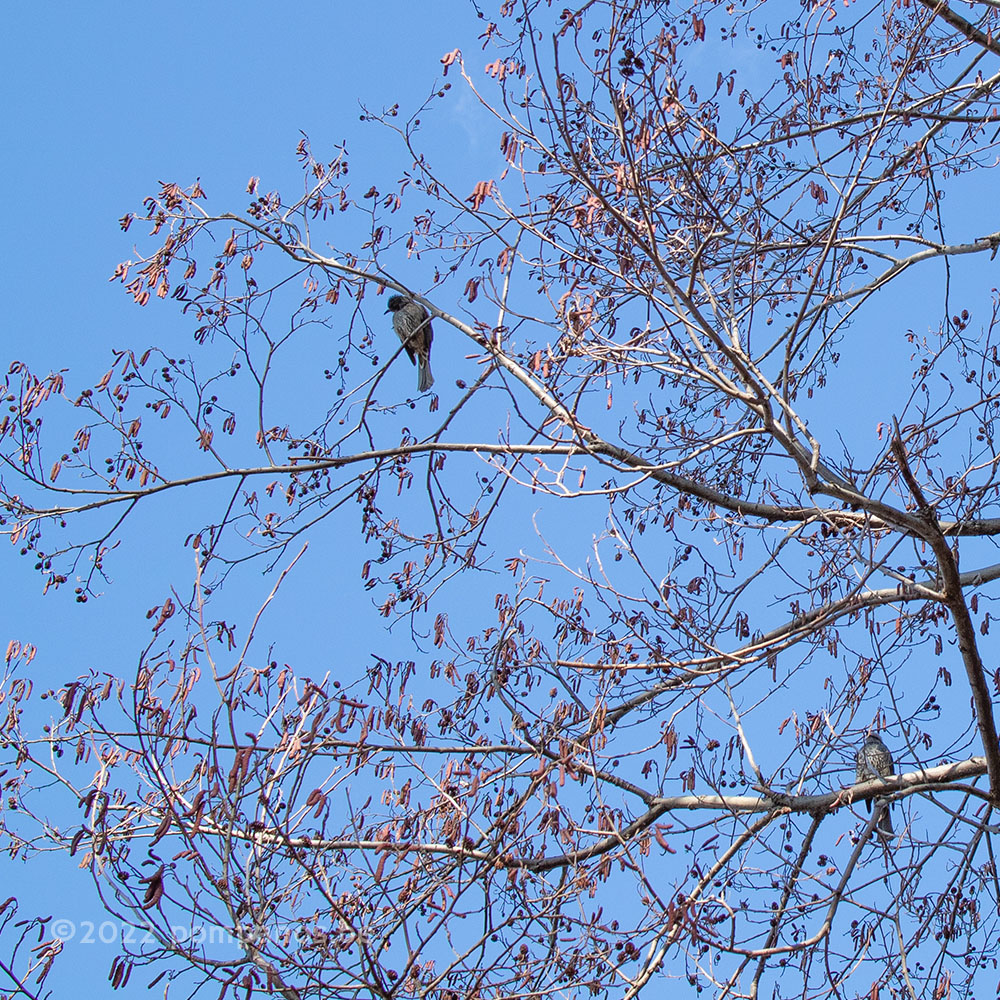 Brown-eared bulbuls (bird) on the tree