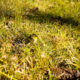 Warbling white-eye in the grass