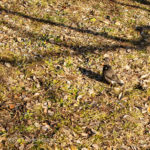 White-cheeked Starling (bird) on the ground