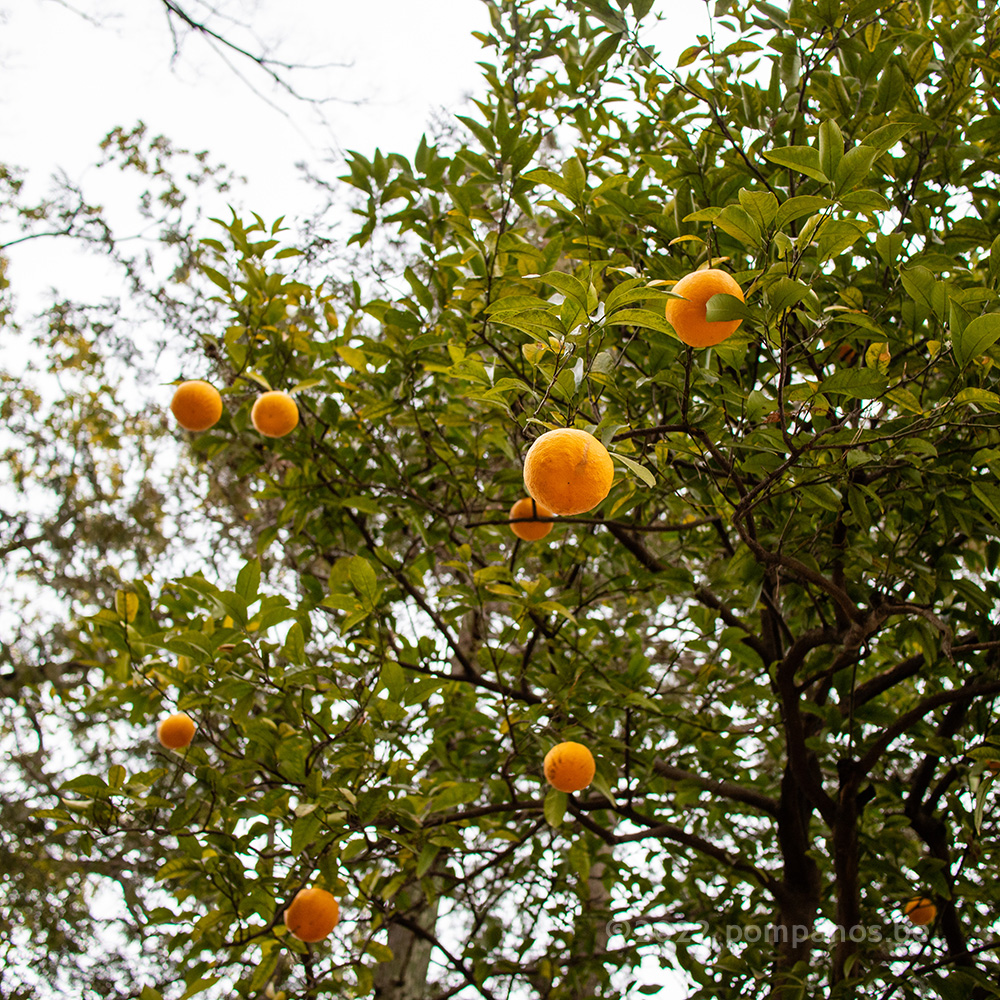 Natsumikan tree