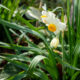 Narcissus flowers blooming quietly