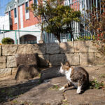 A cat and the building