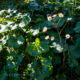 Leopard plant in the morning