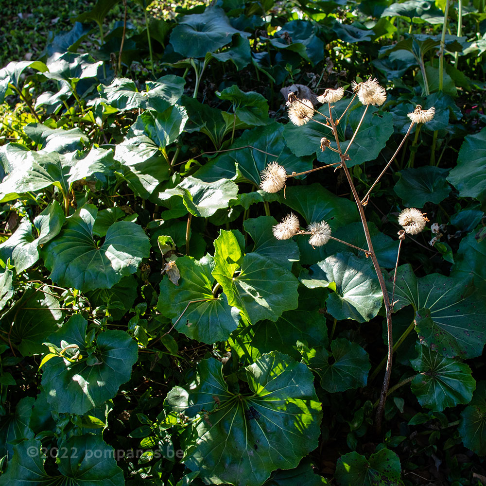 Leopard plant