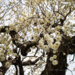 ume tree (Japanese apricot)