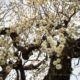 Fragrant ume blossoms