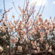 Japanese apricot blooming