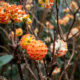 Paper Bush ‘Red Dragon’