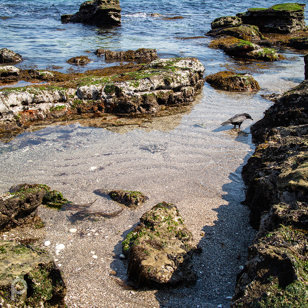 Crow walking in the shallow waters of the rocky shore