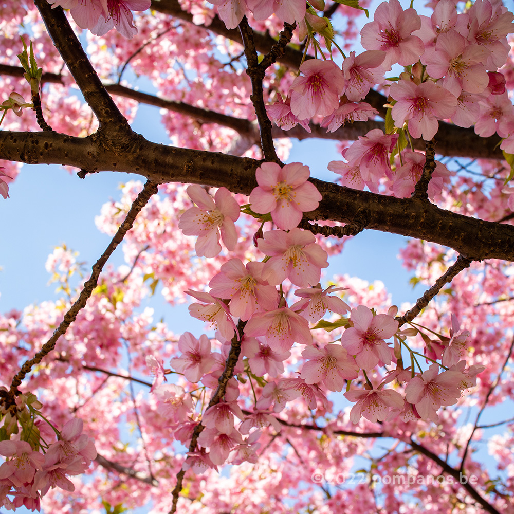 Kawazu cherry blossoms closeup