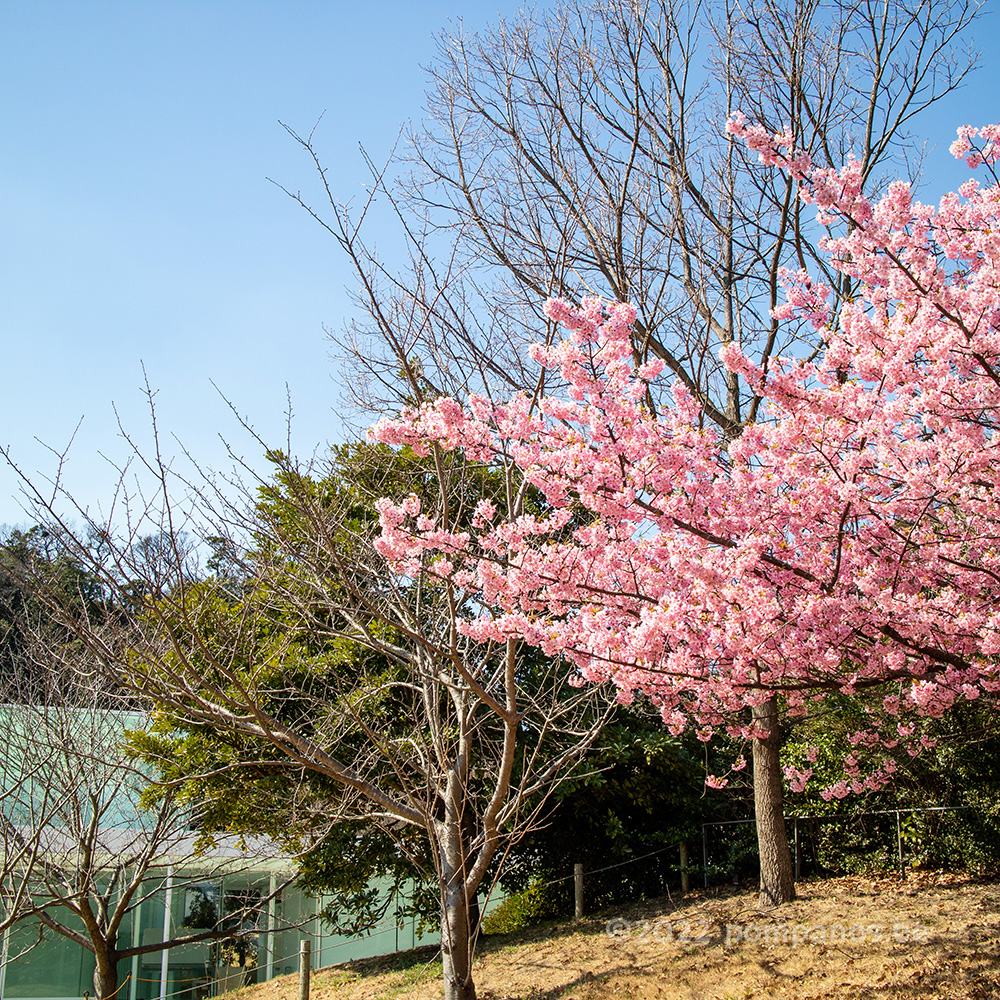 Kawazu cherry blossoms in the garden