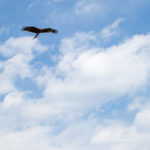 black kite in the sky