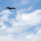 Black kite flying in the sky