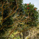 Tall camellia with red flowers