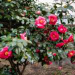 large camellia flowers