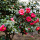 Large camellia flowers