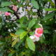 Flowering quince in bloom