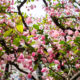 Hall’s crabapple in a small park in Tokyo