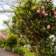 Double flowered camellia and double cherry blossoms in bloom