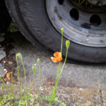 Long-headed poppy