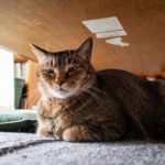 Cat under the low table