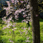 weeping cherry tree