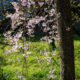 Weeping cherry tree