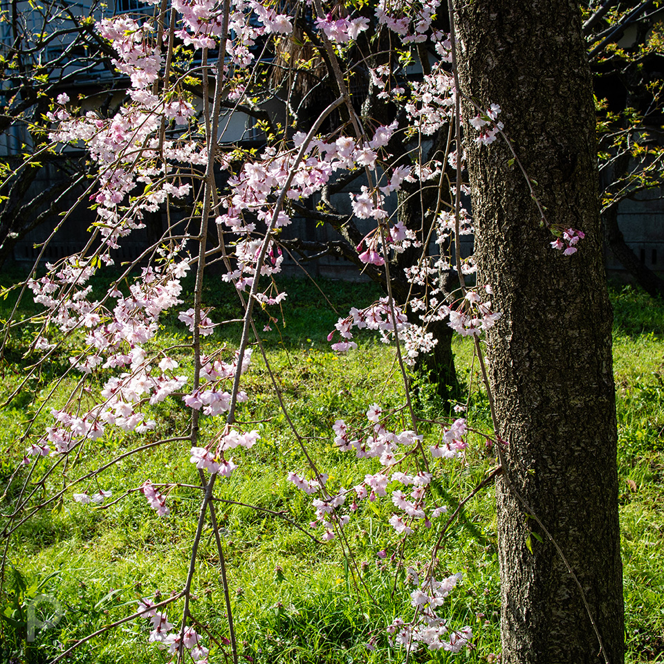 weeping cherry tree