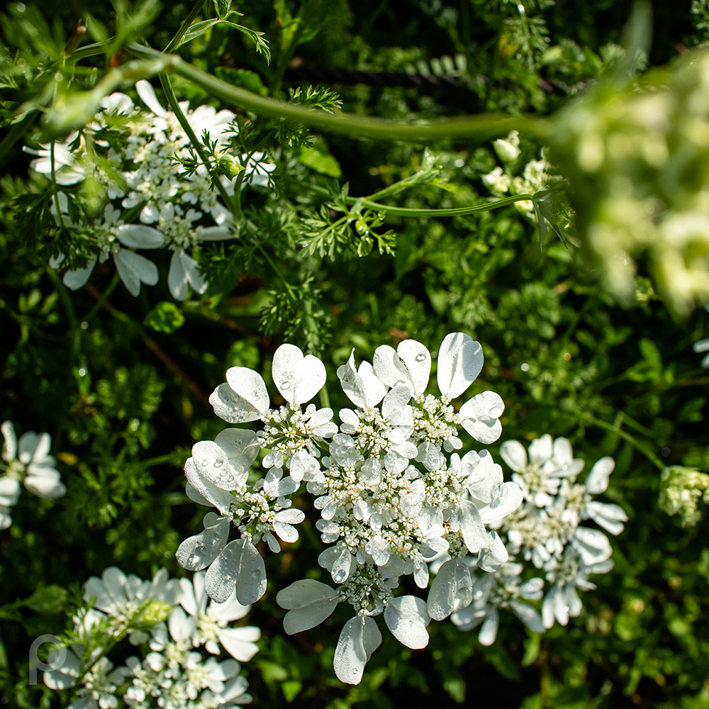 White flowers with raindrops