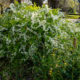 Spiraea thunbergii blooming in the corner of the park