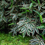 Bamboo grass leaves with white edges