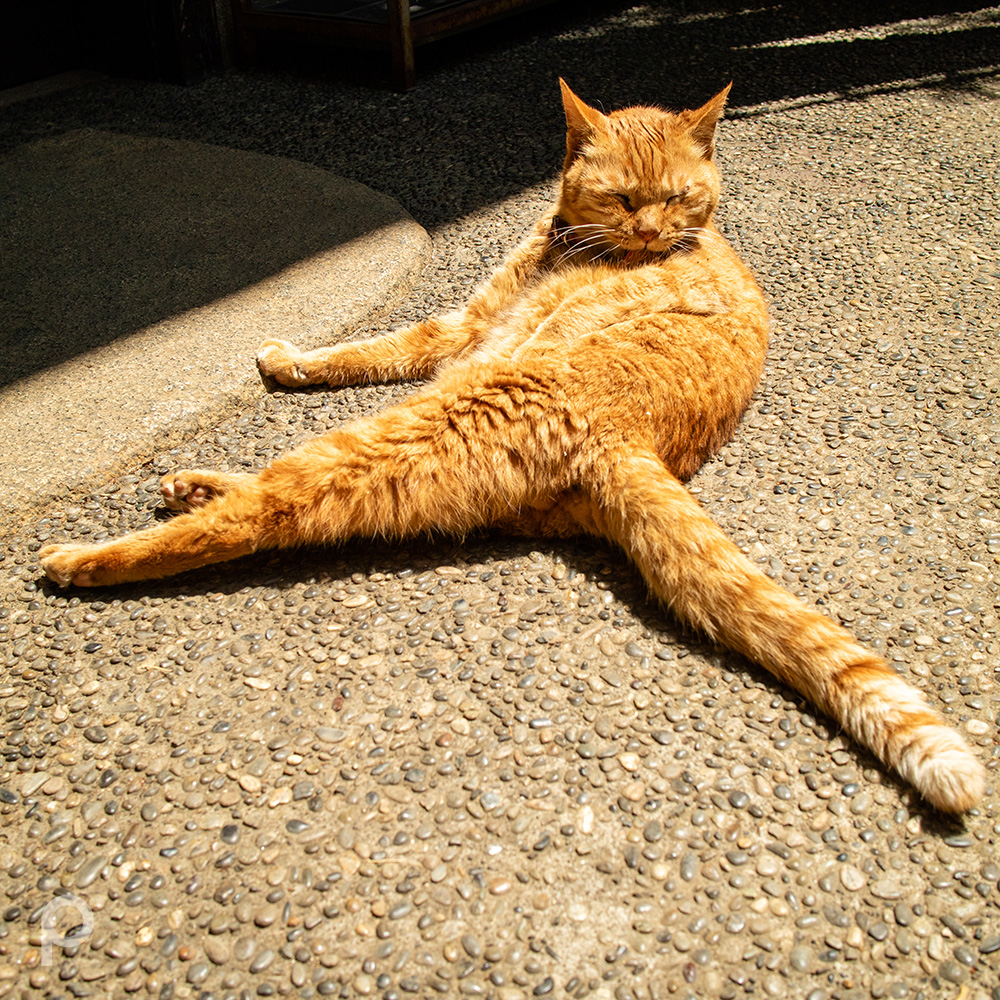 Tabby cat grooming himself