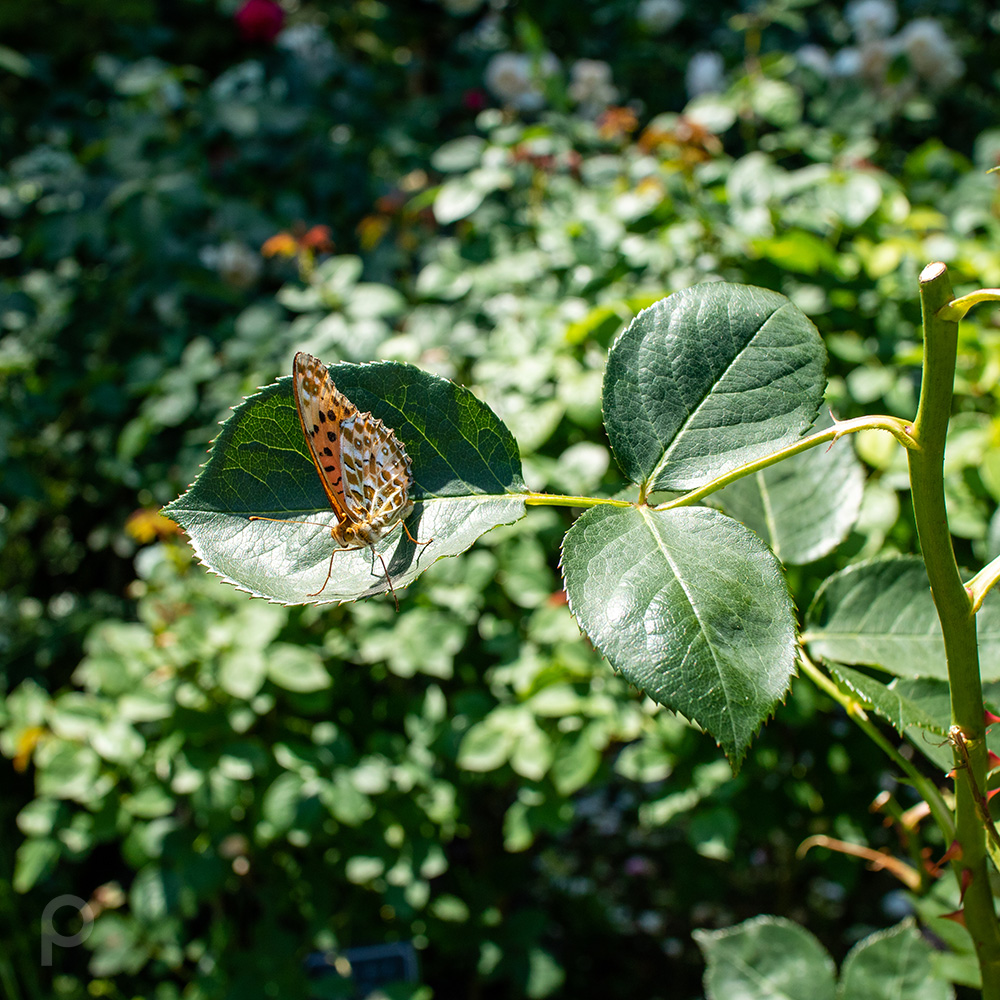 Butterfly on a leaf of rose