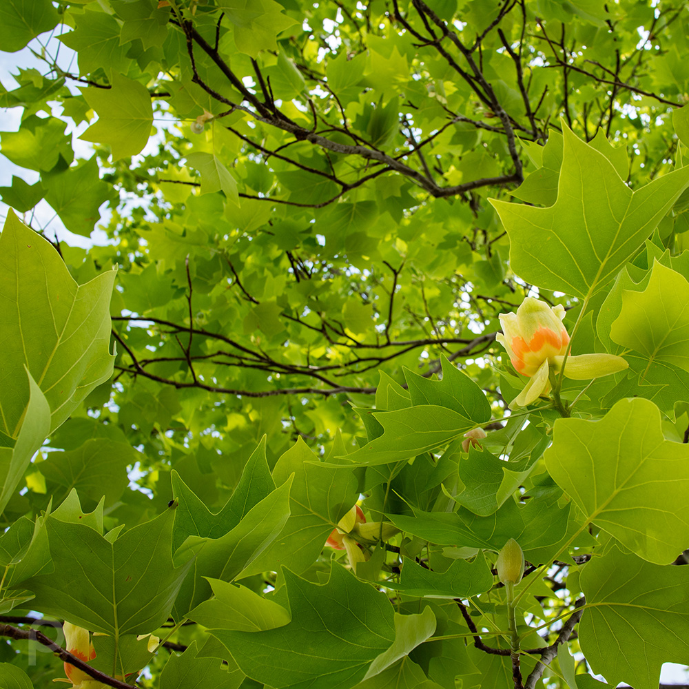 Tulip tree with flowers