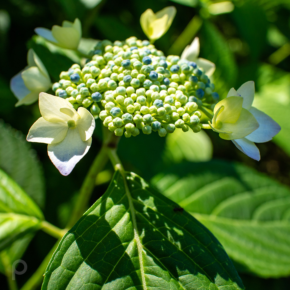 Hydrangea season