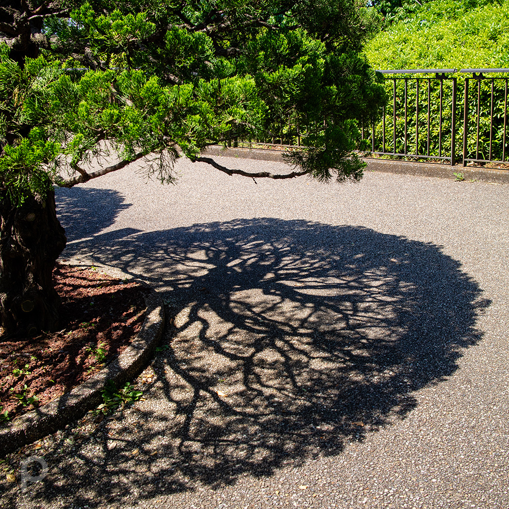 Shade of a tree