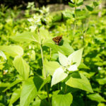 Skipper butterfly with a mottled pattern