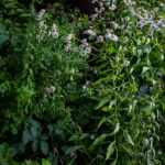 Weeds on a rainy season