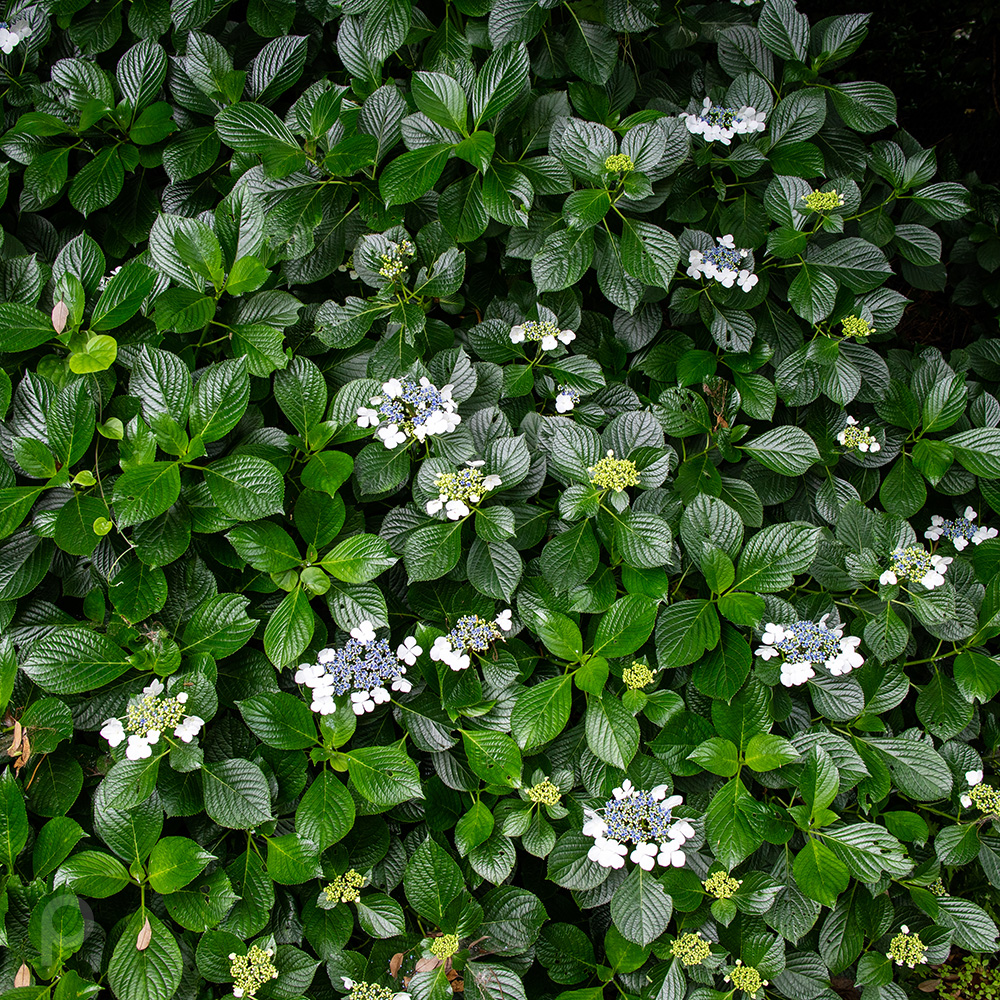 hydrangea