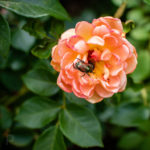 Japanese beetles on the English rose 'Pat Austin'