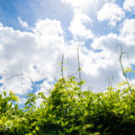 Wisteria vine and summer sky